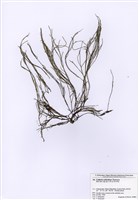 藏品(馬鞭藻)的圖片